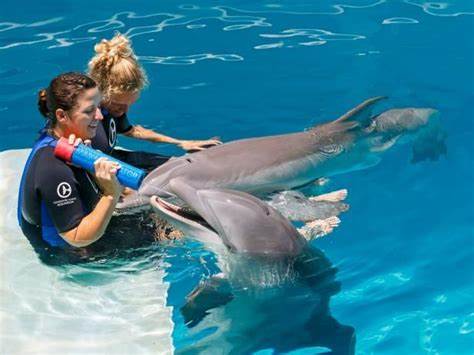 Swimming with Dolphins